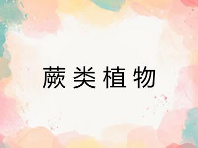 蕨类植物